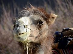 26 Camel Close Up At River Junction Camp In The Shaksgam Valley On Trek To K2 North Face In China.jpg